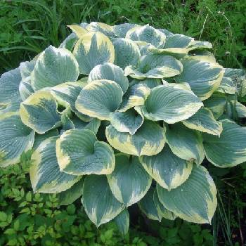 Хоста Hosta ‘Robert Frost’